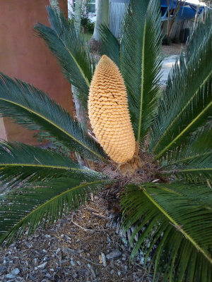 [Instead of a globular bloom opening like a cored onion, this bloom is long, vertical, and conical at the top.]